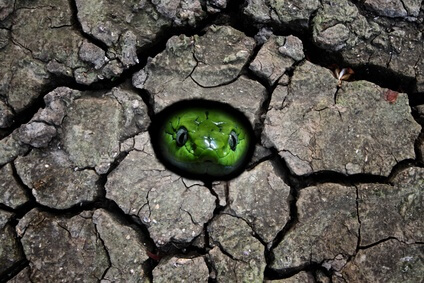 a green snake head in the hole