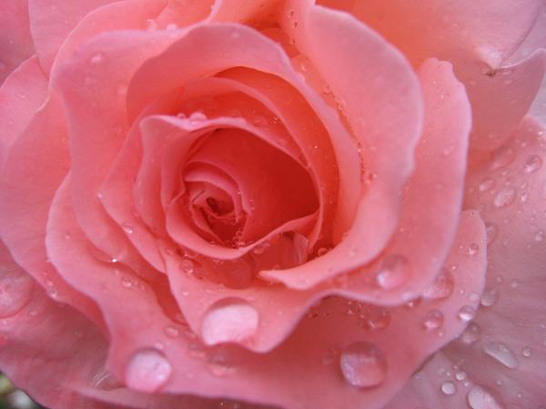 raindrops-on-roses-and-kathy-roncarati